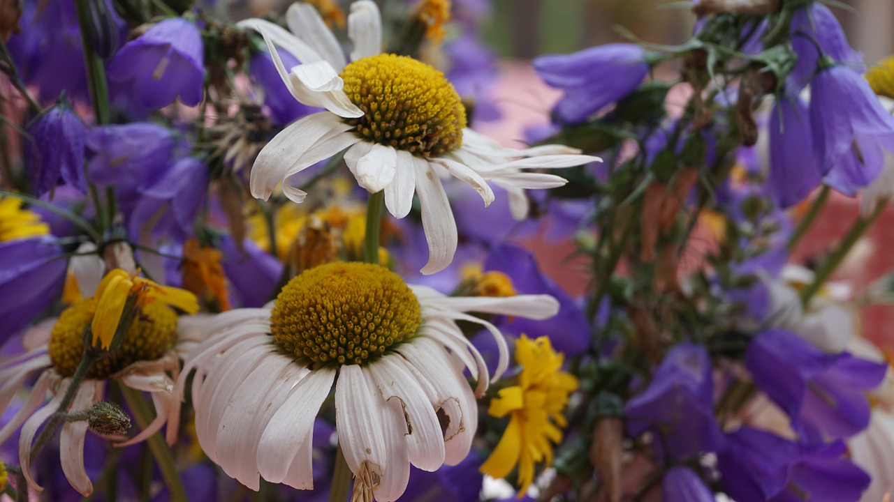 flowers  old  vintage free photo