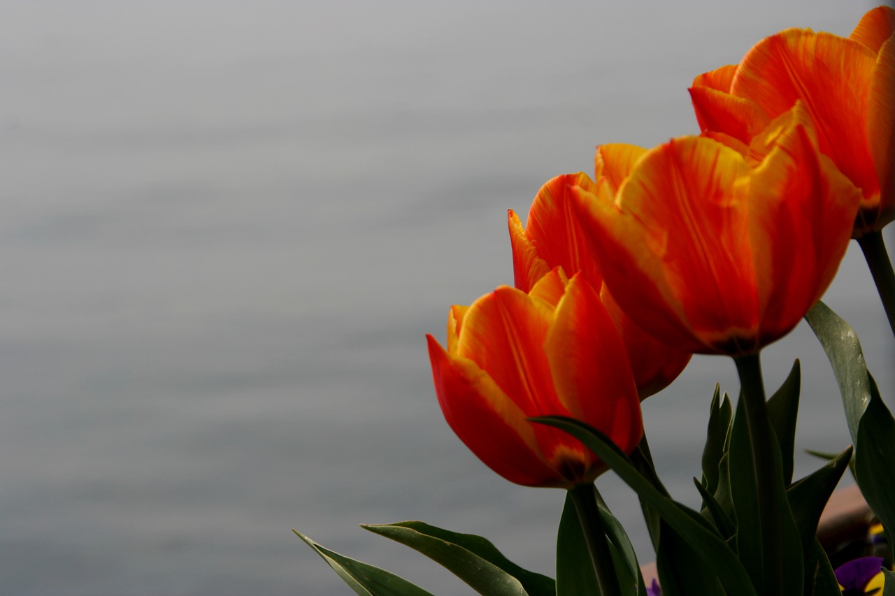 flowers  tulip  spring free photo