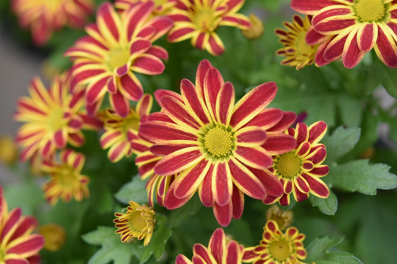 flowers  flower  mums free photo