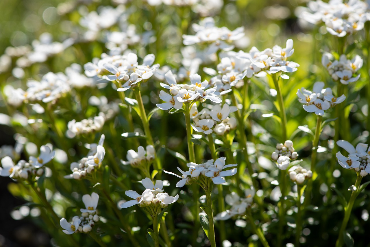 flowers  white  wildflowers free photo