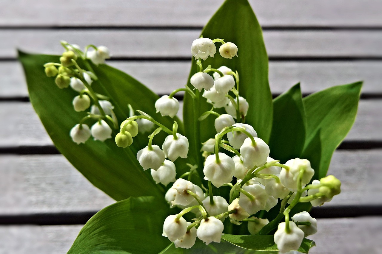 flowers  lily of the valley  poisonous plant free photo