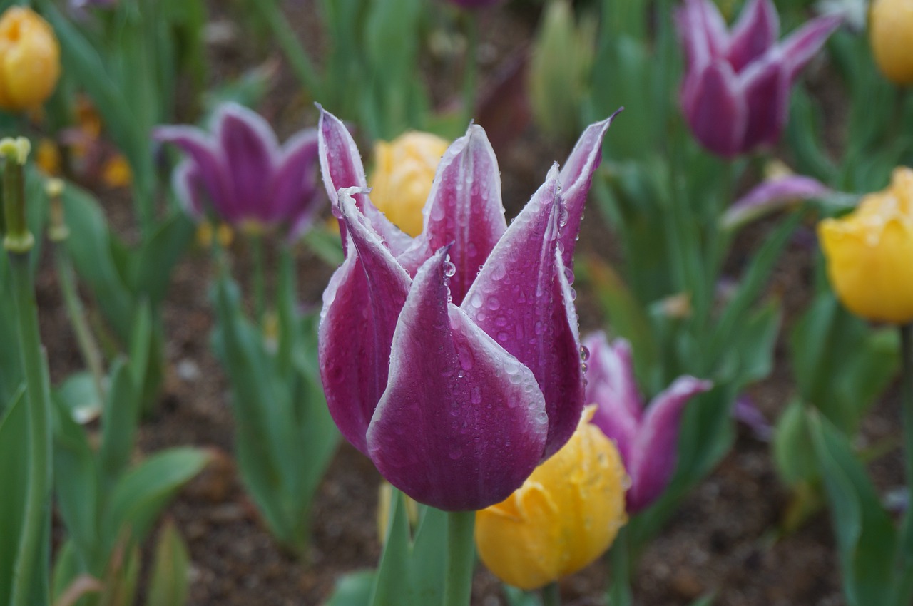 flowers  tulips  spring free photo