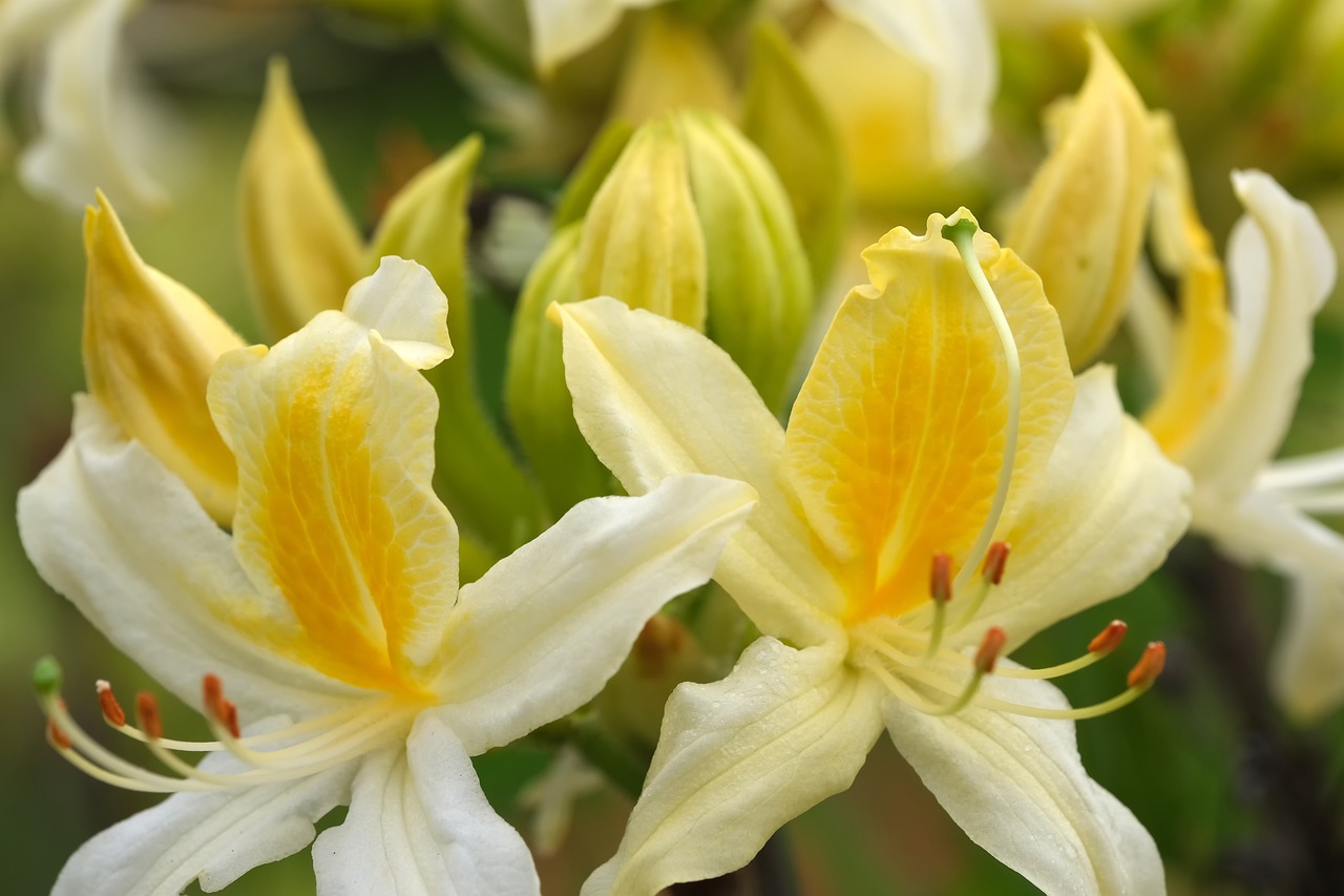 flowers  rhododendrons  yellow free photo