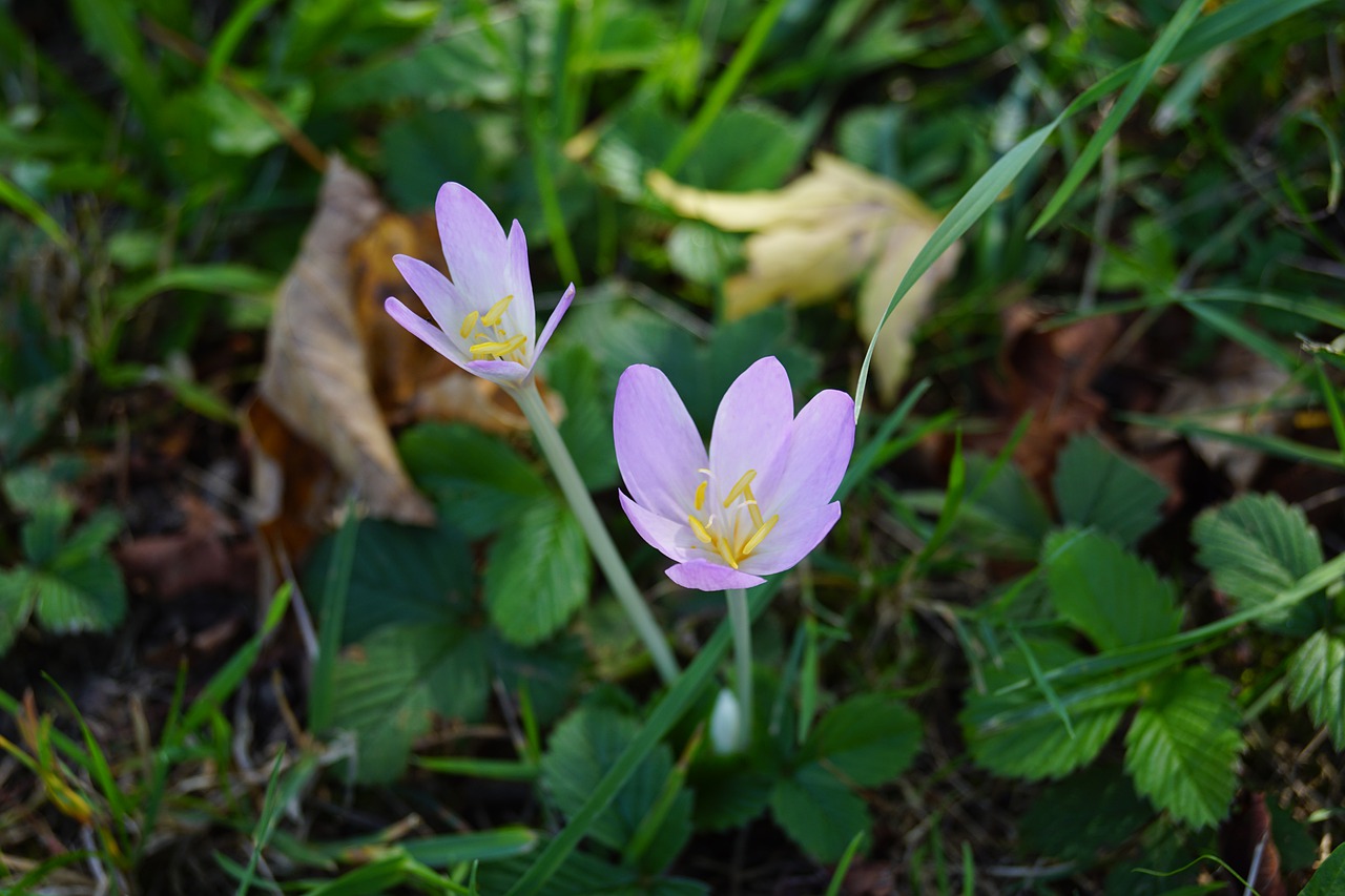 flowers  nature  blossom free photo