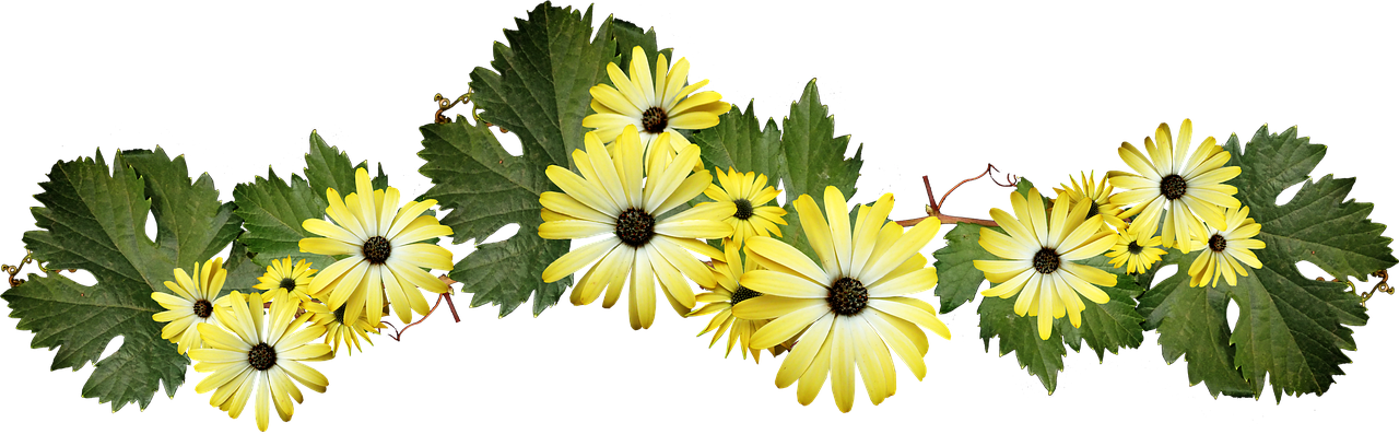 flowers  daisies  yellow free photo