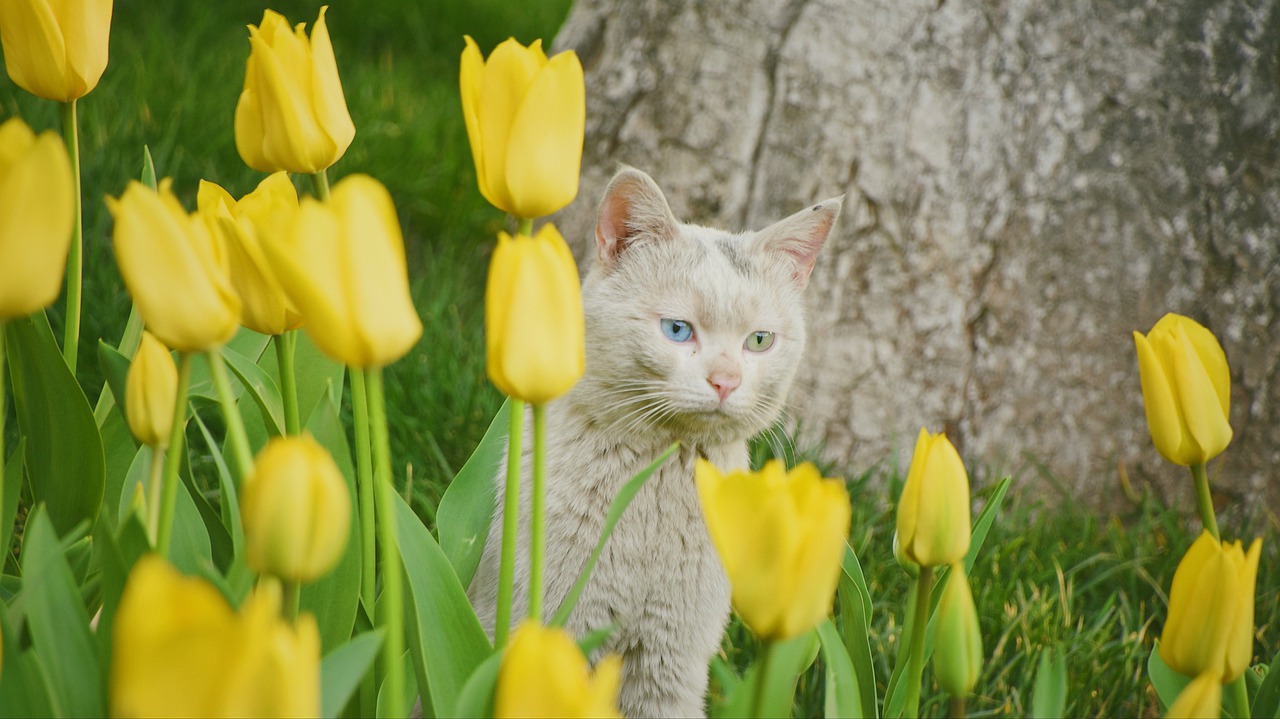 flowers  cat  cute free photo