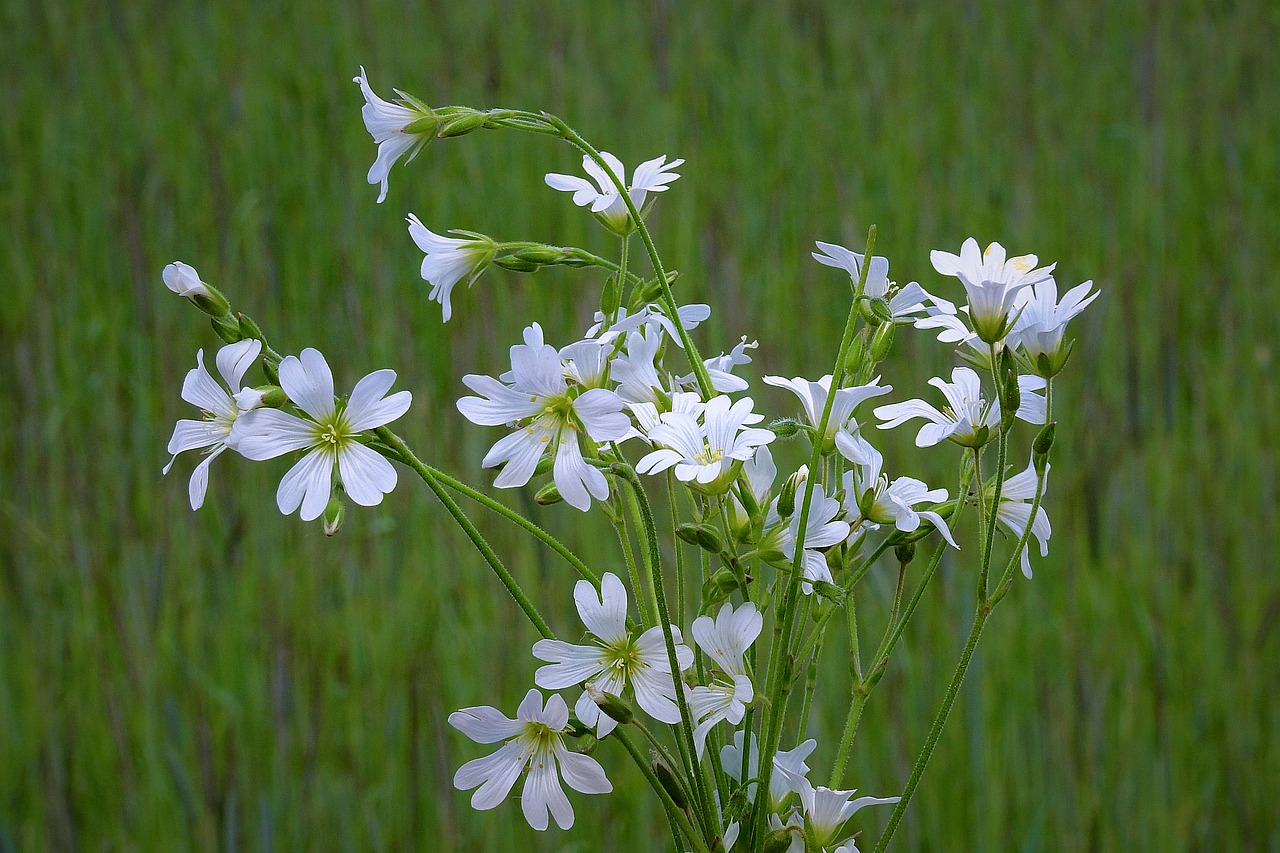 flowers  white  meadow free photo