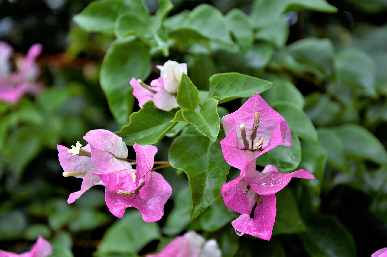 flowers  blossoms  dripping free photo