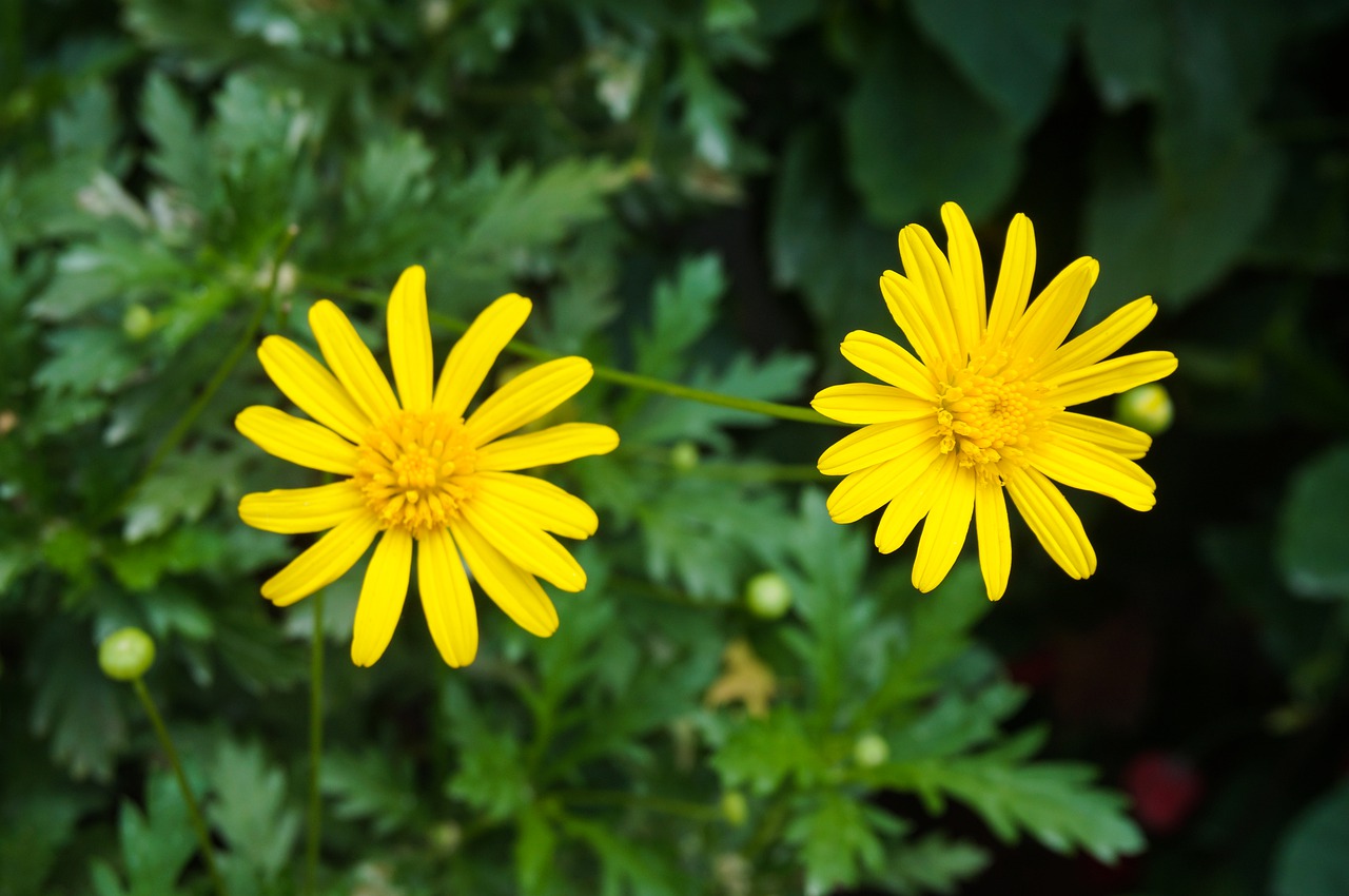 flowers  yellow  nature free photo