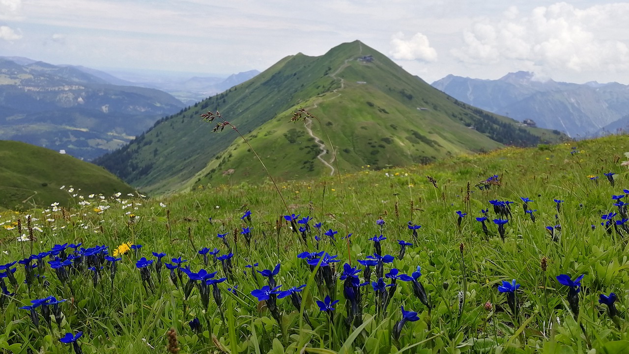 flowers  austria  mountains free photo