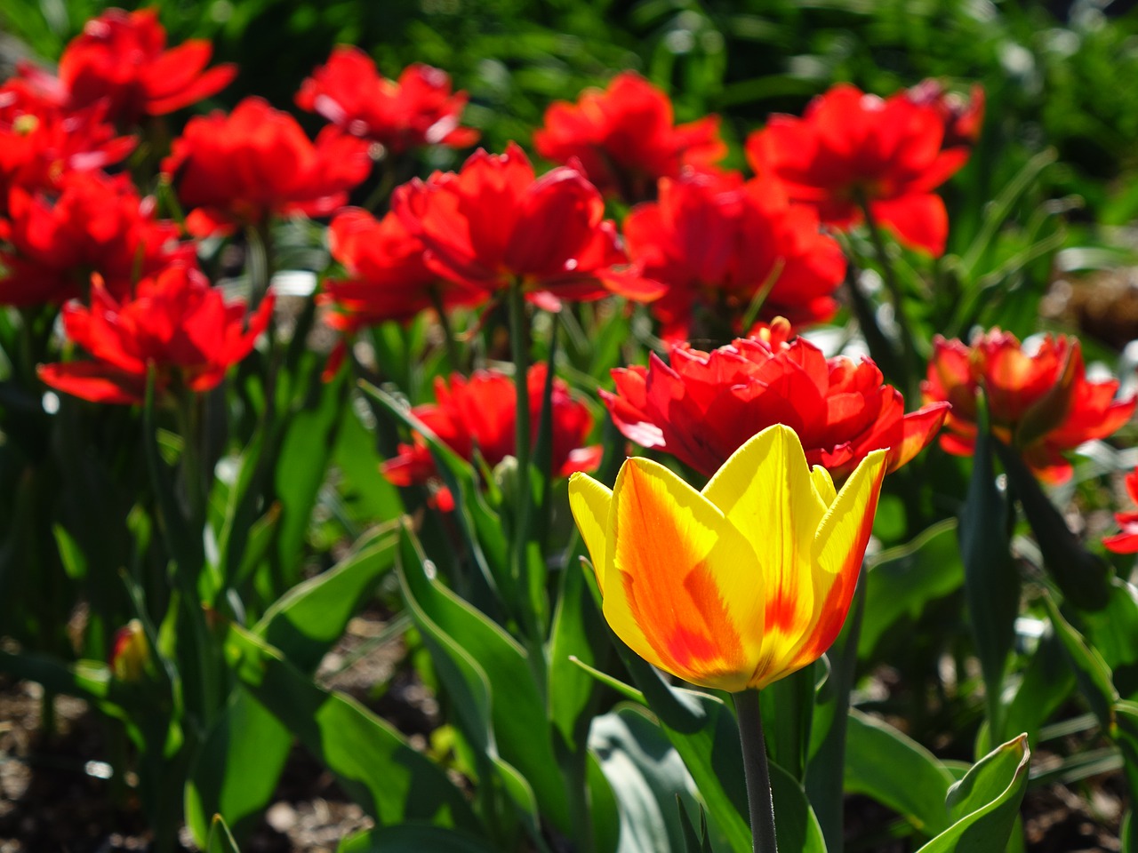 flowers  tulips  spring free photo