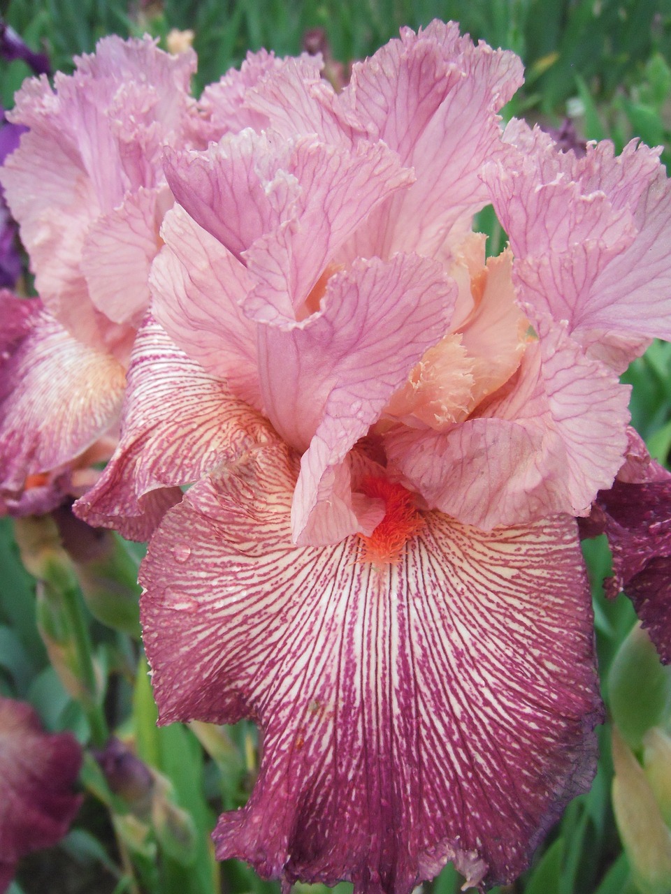 flowers iris german iris free photo