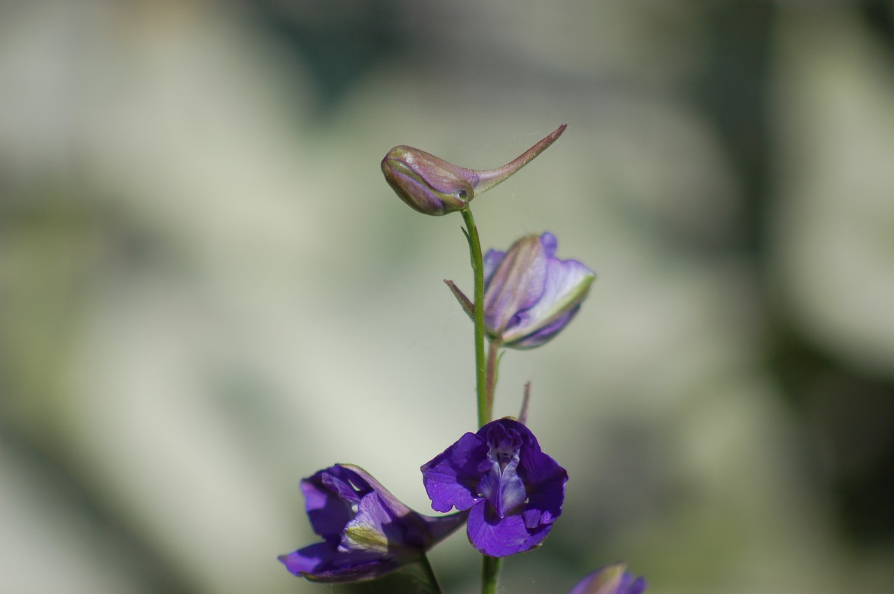 flowers  bloom  petals free photo