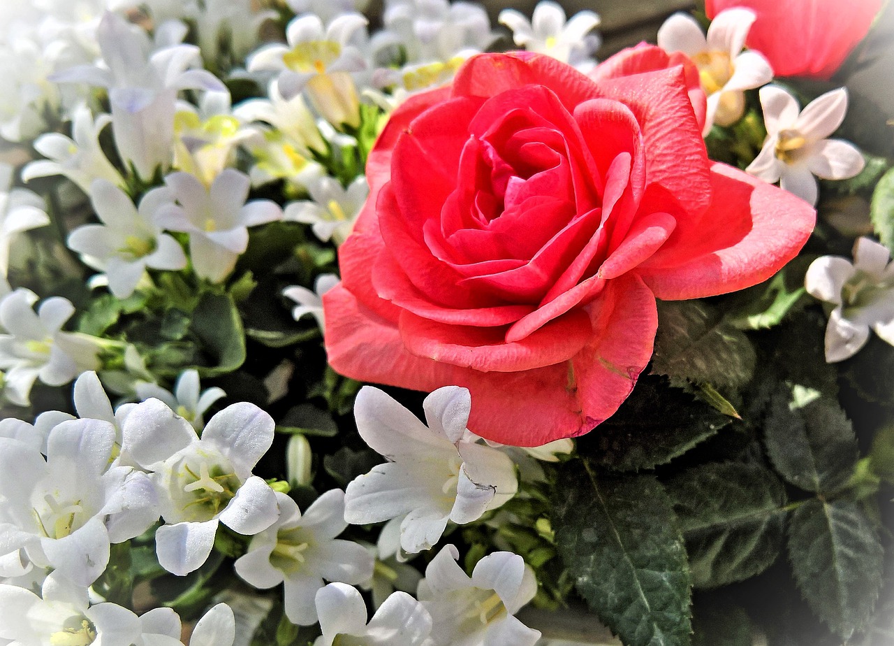 flowers  roses  bluebells free photo