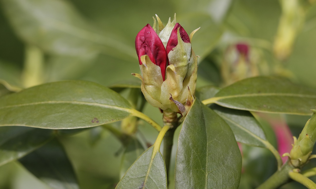 flowers  garden  botany free photo