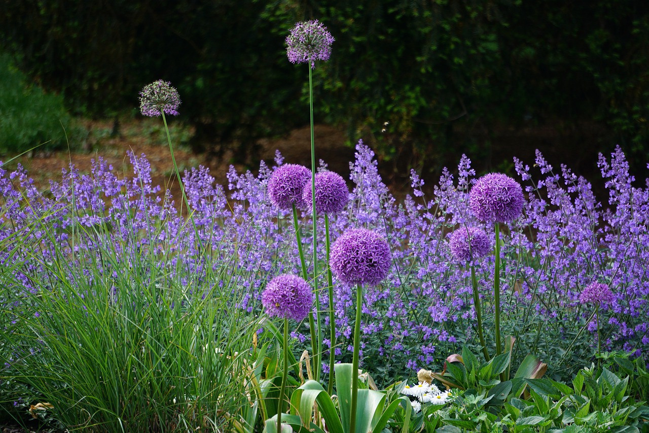 flowers  purple  nature free photo