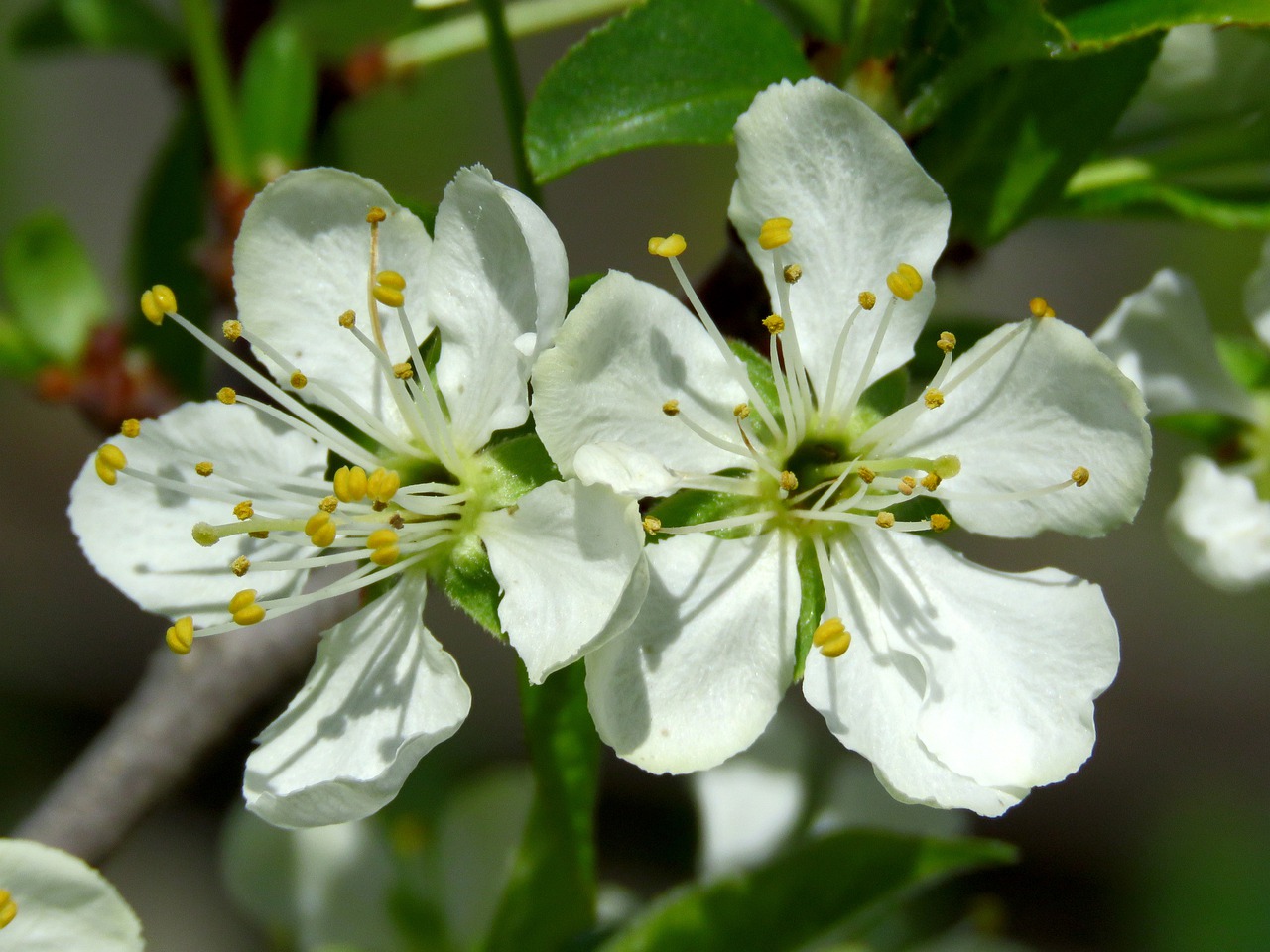 flowers  plum  spring free photo