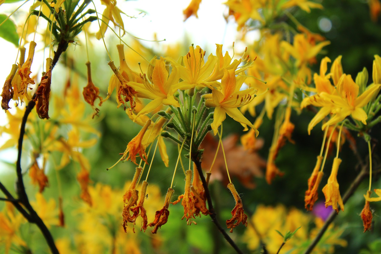 flowers  plants  yellow free photo