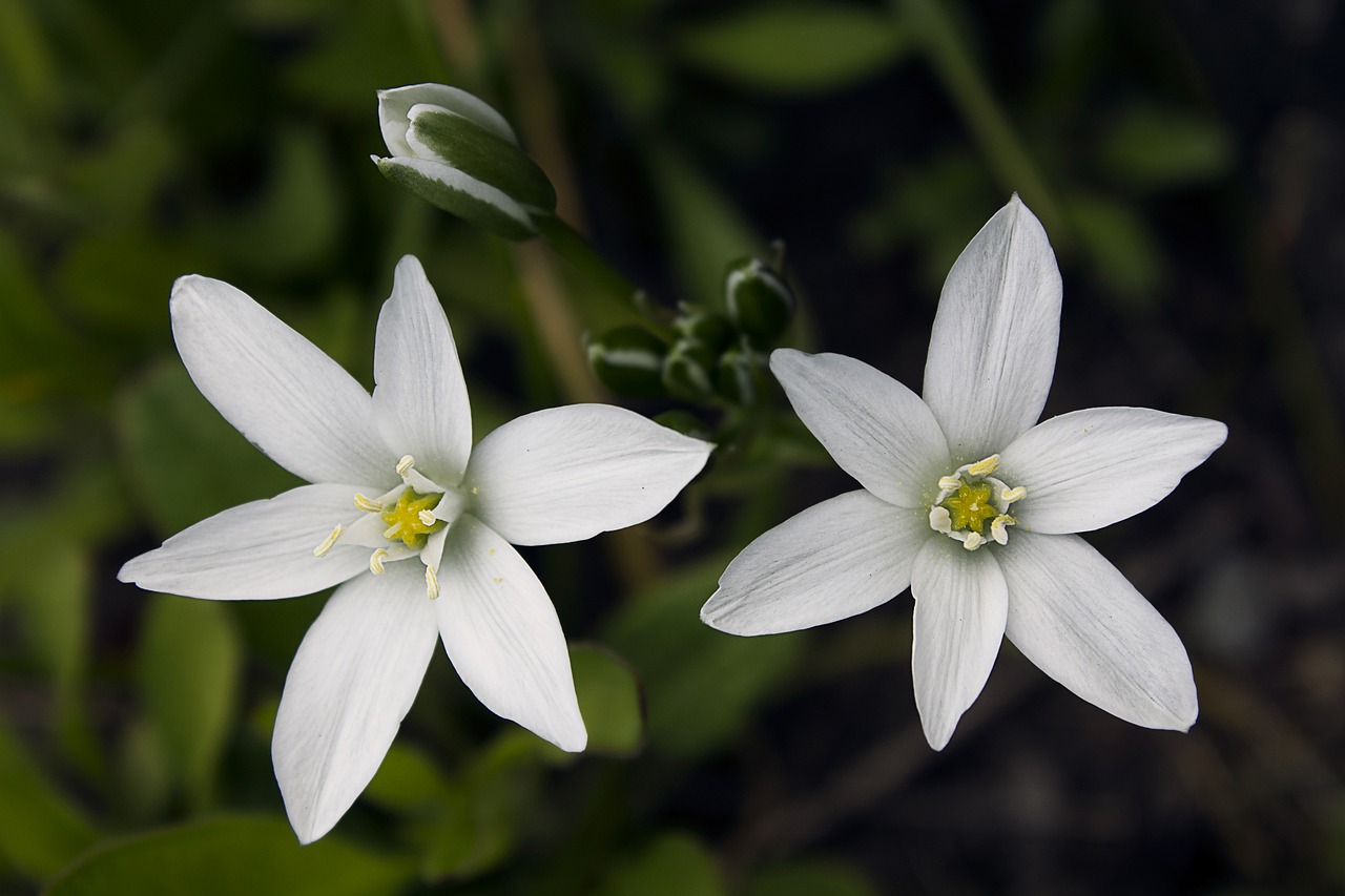 flowers  summer white  plant free photo