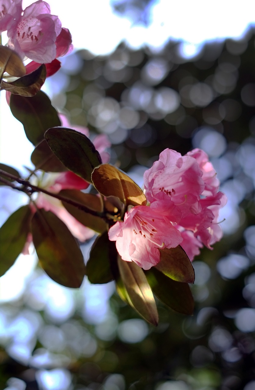 flowers  watercolor  garden free photo