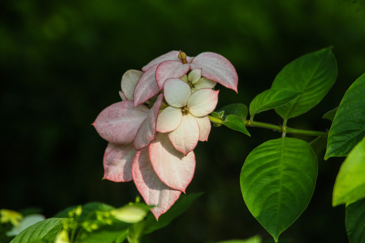 flowers  plant  nature free photo