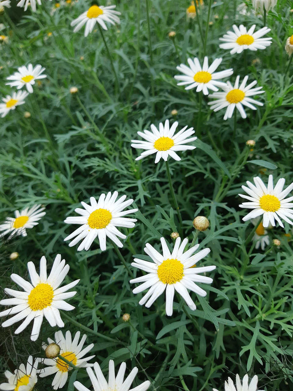 flowers  white  nature free photo