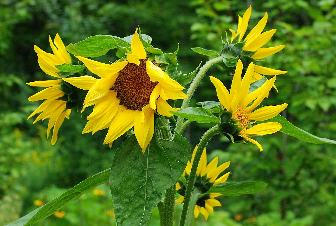 flowers sunflower yellow free photo