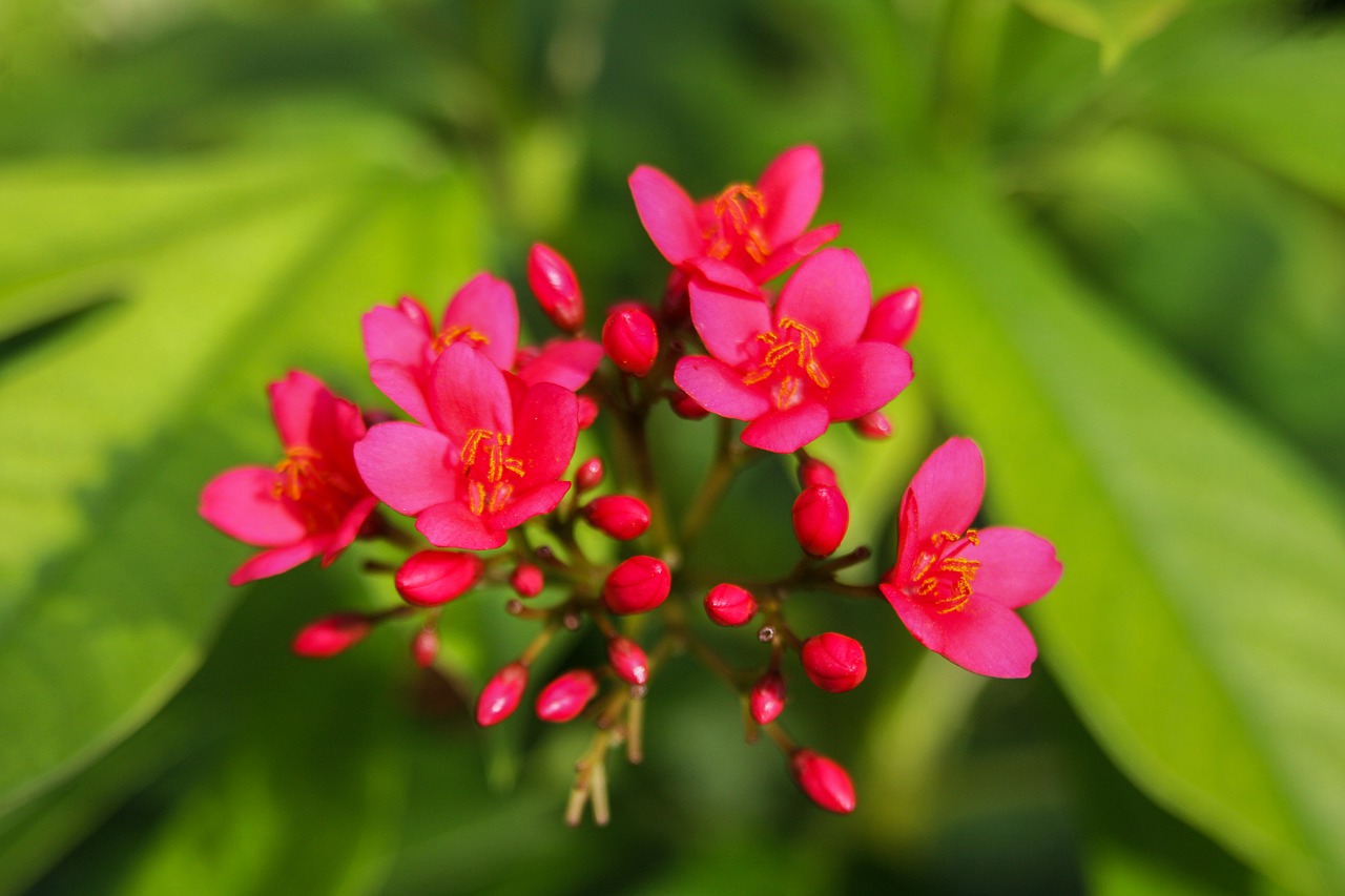 flowers  red  plant free photo