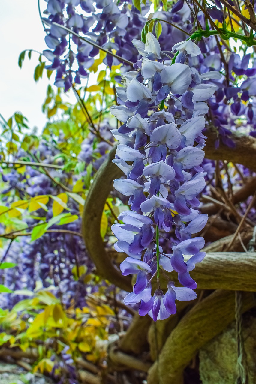 flowers  purple  plant free photo