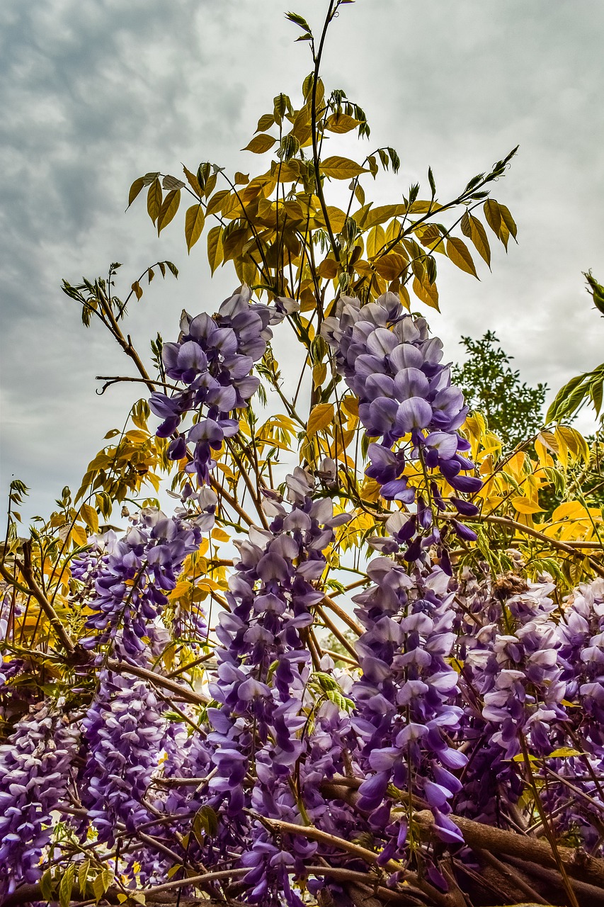 flowers  purple  plant free photo