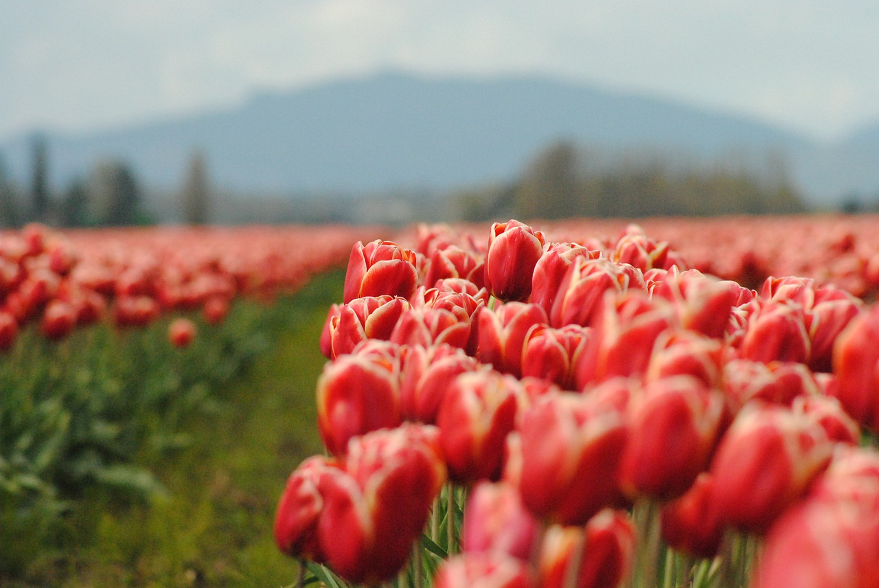 flowers  tulip  bloom free photo