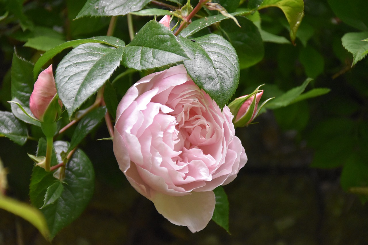 flowers  pink  old rose free photo