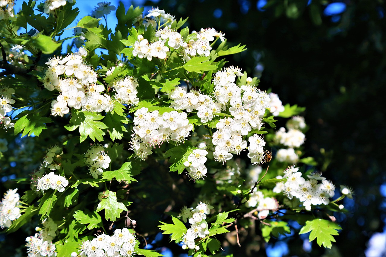 flowers  spring  white free photo