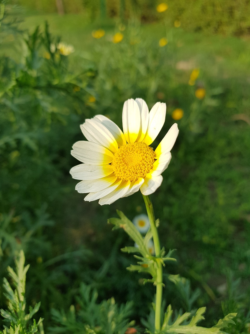 flowers  agriculture  leafs free photo