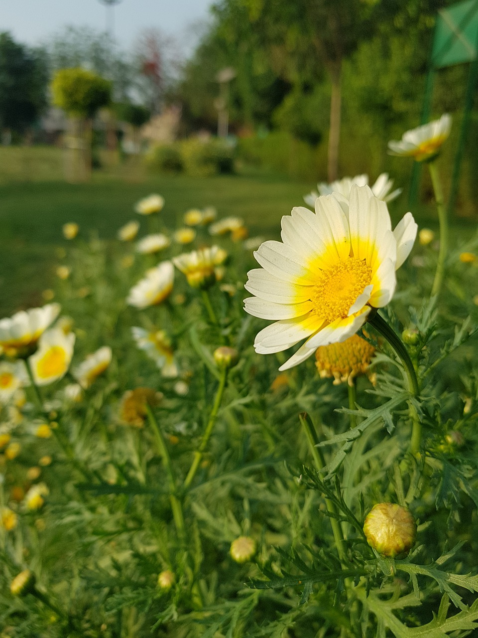 flowers  agriculture  leafs free photo