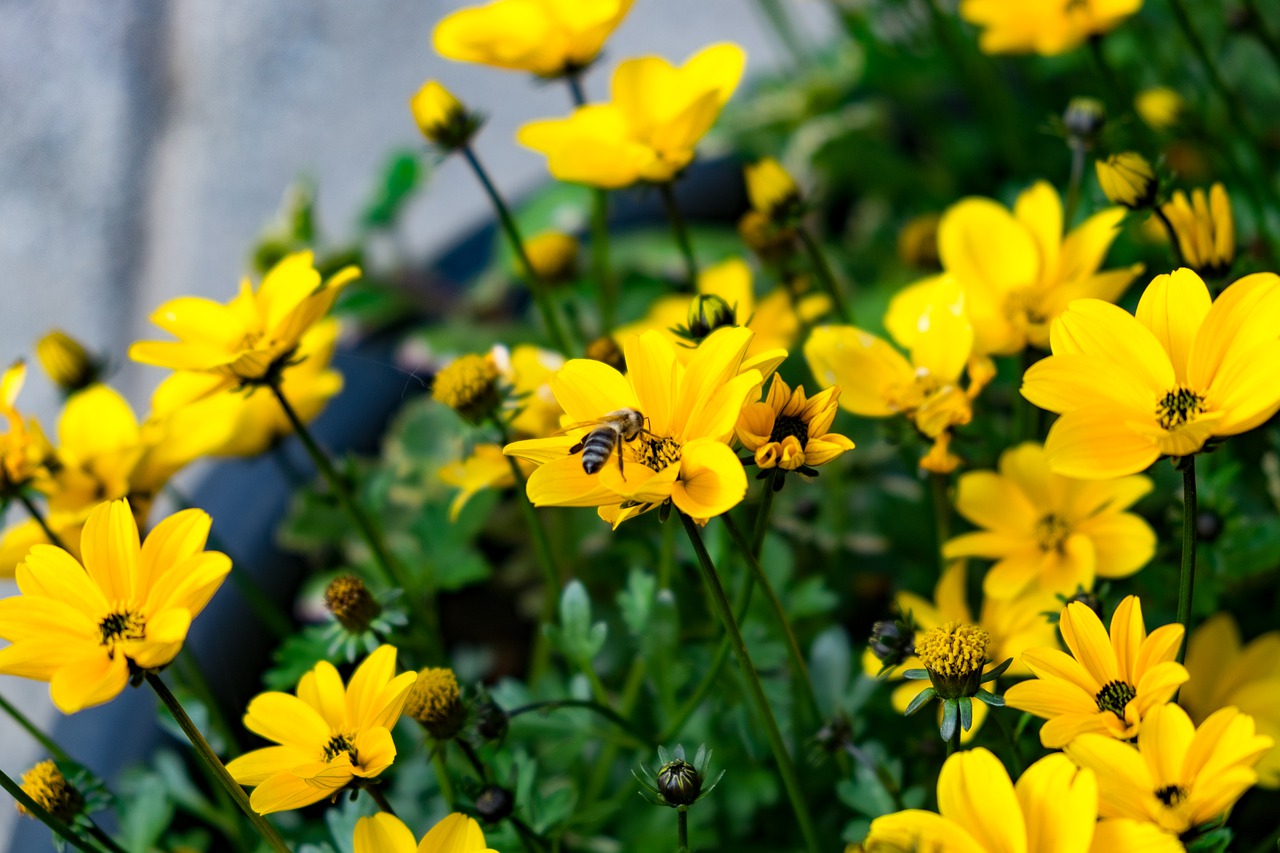 flowers  yellow  bee free photo