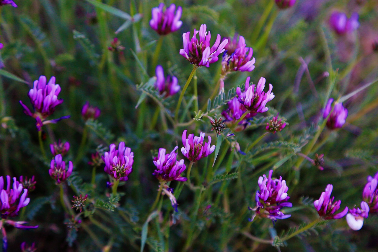 flowers  spring  purple free photo