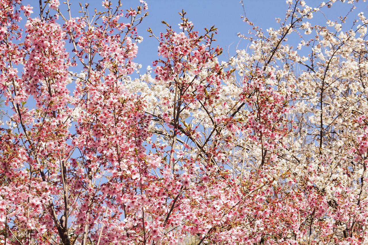 flowers  clusters  pink branches free photo