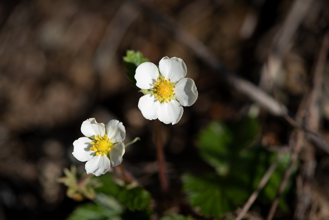 flowers  strawberry flowers  wild strawberries free photo