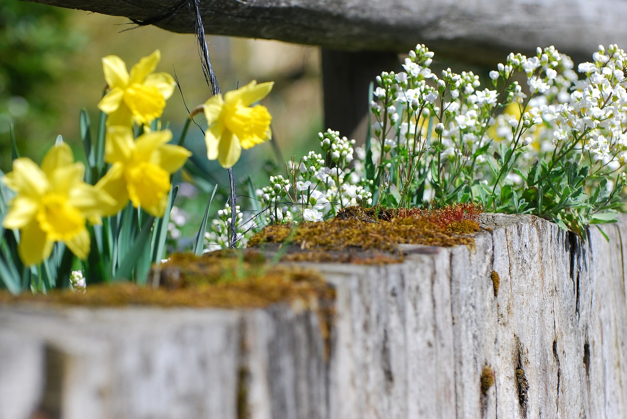 flowers easter spring free photo