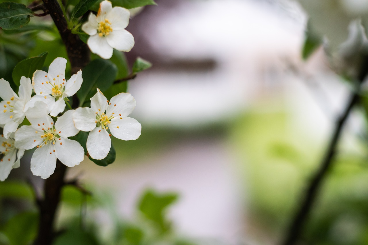 flowers  tree  blossom free photo