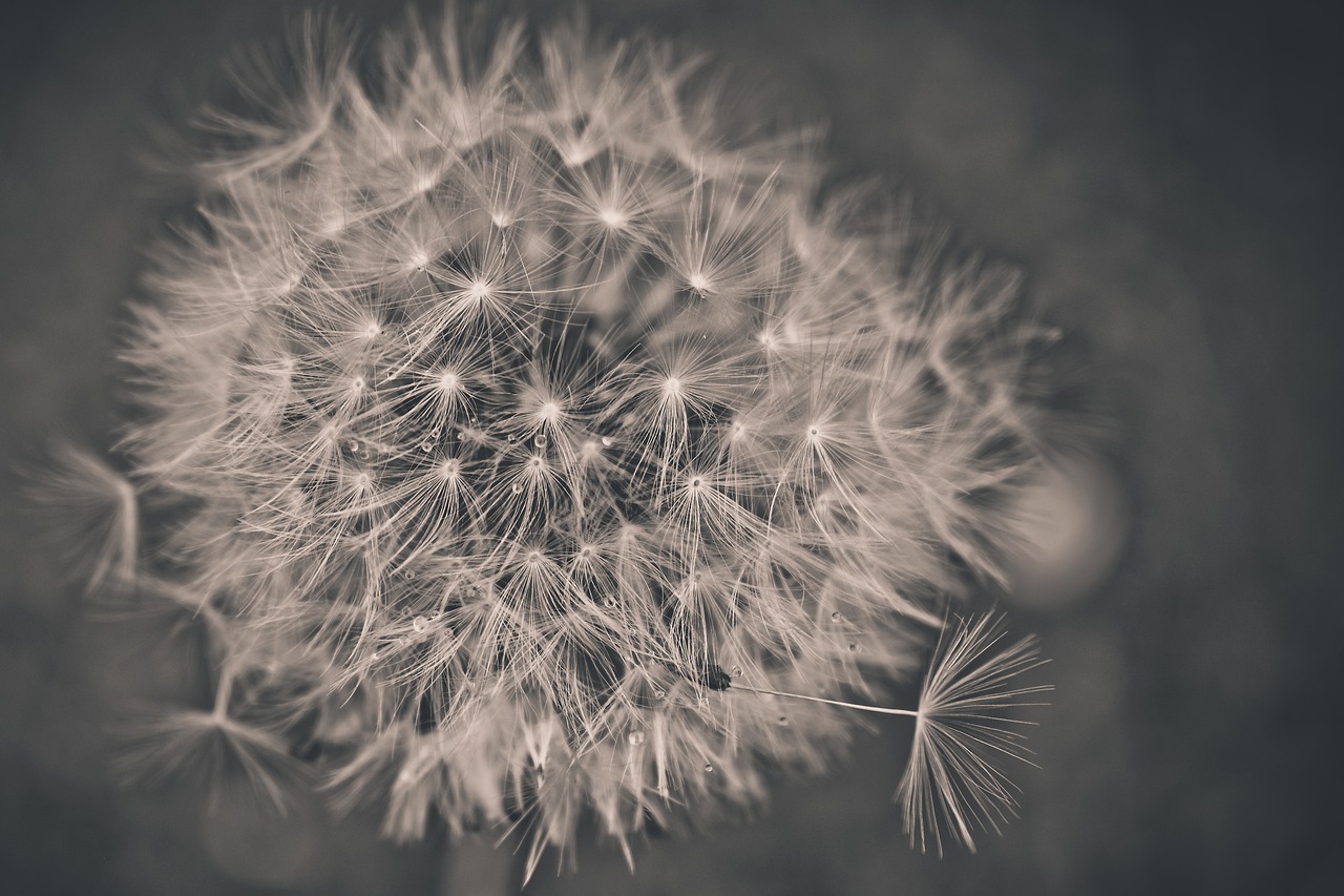 flowers  dandelion  nature free photo