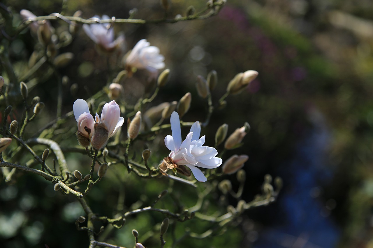 flowers  wildflower  petal free photo