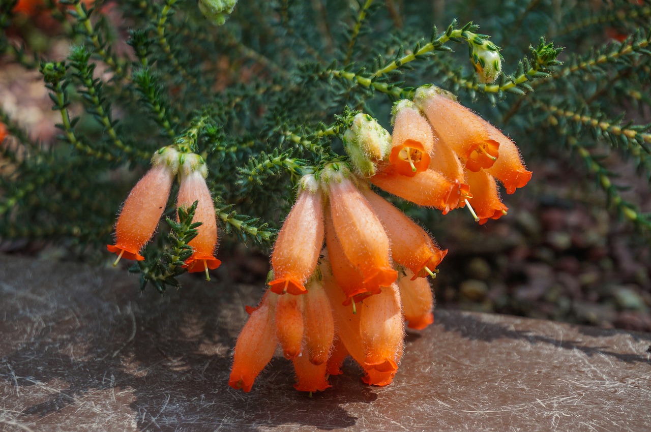 flowers  nature  plant free photo