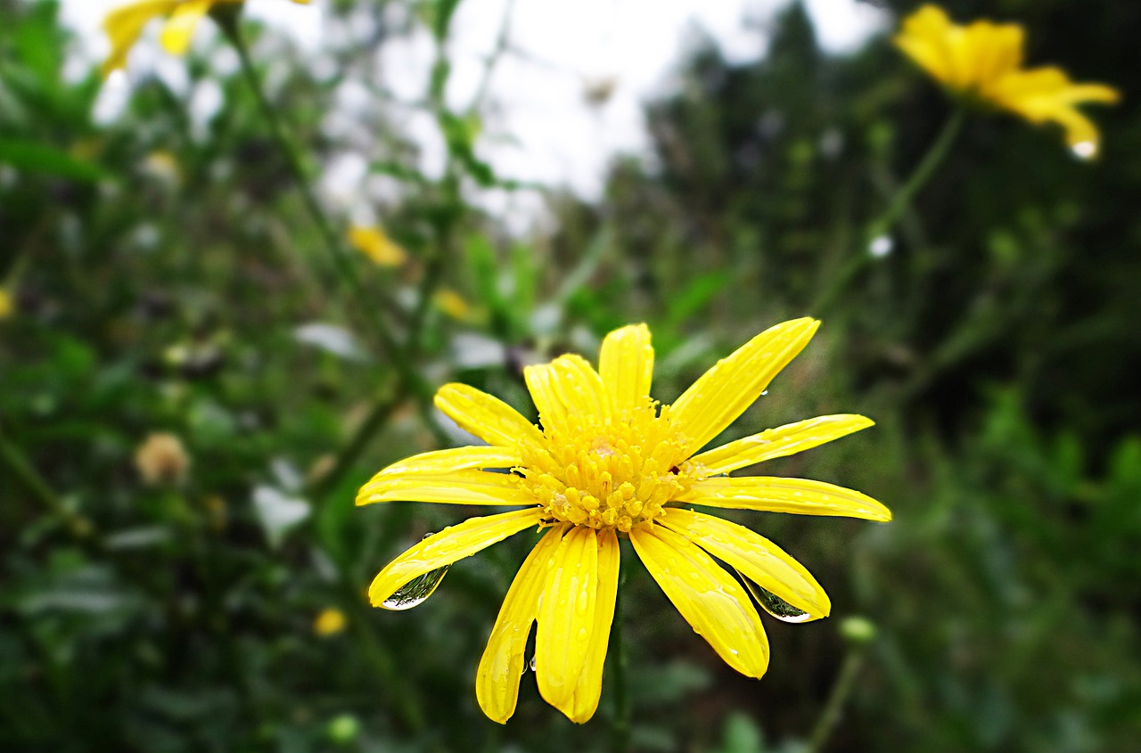 flowers  yellow  green free photo