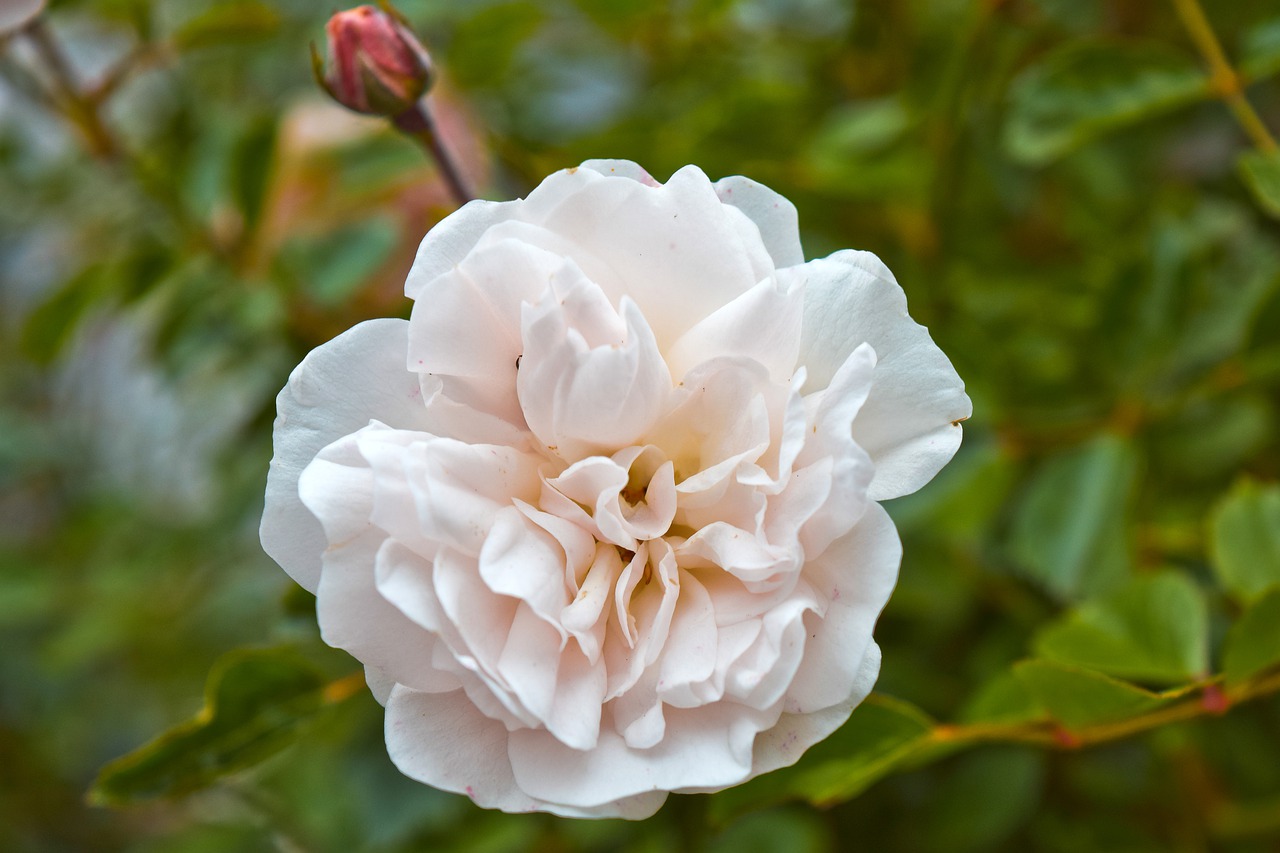 flowers  roses  provence-rose free photo