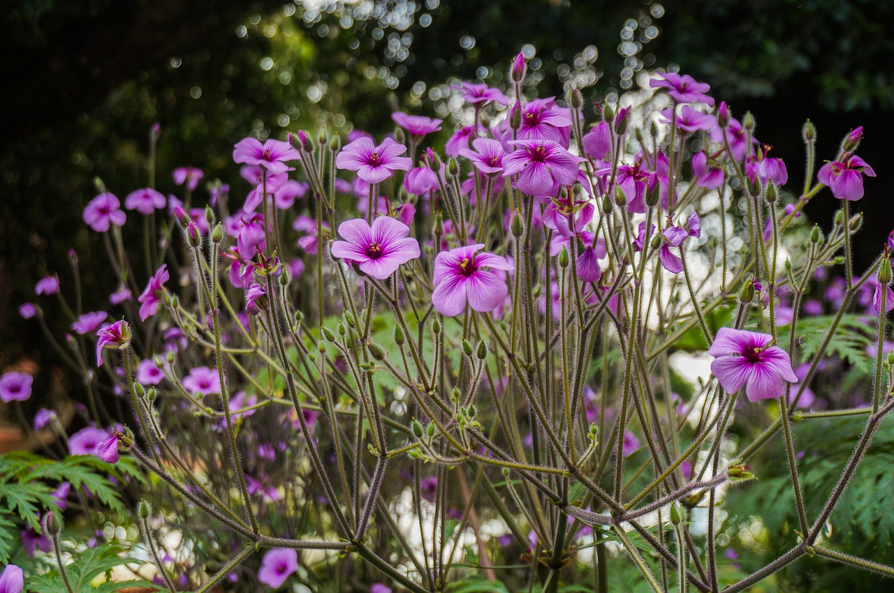 flowers  purple  bloom free photo