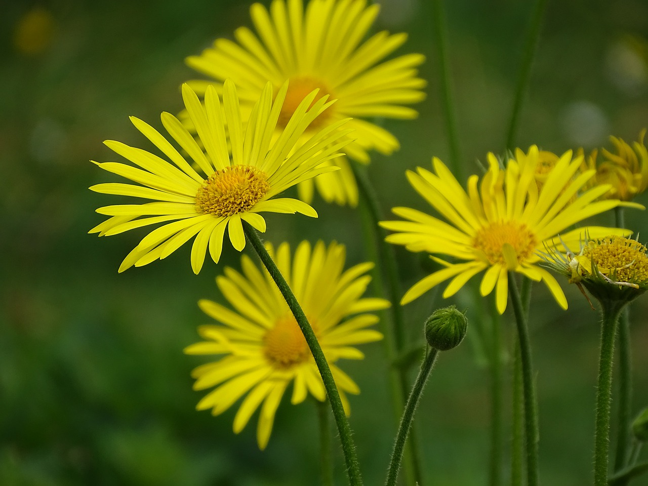 flowers  may  nature free photo