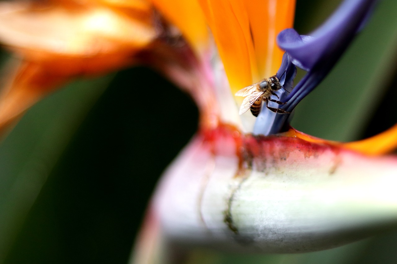 flowers  macro  nature free photo