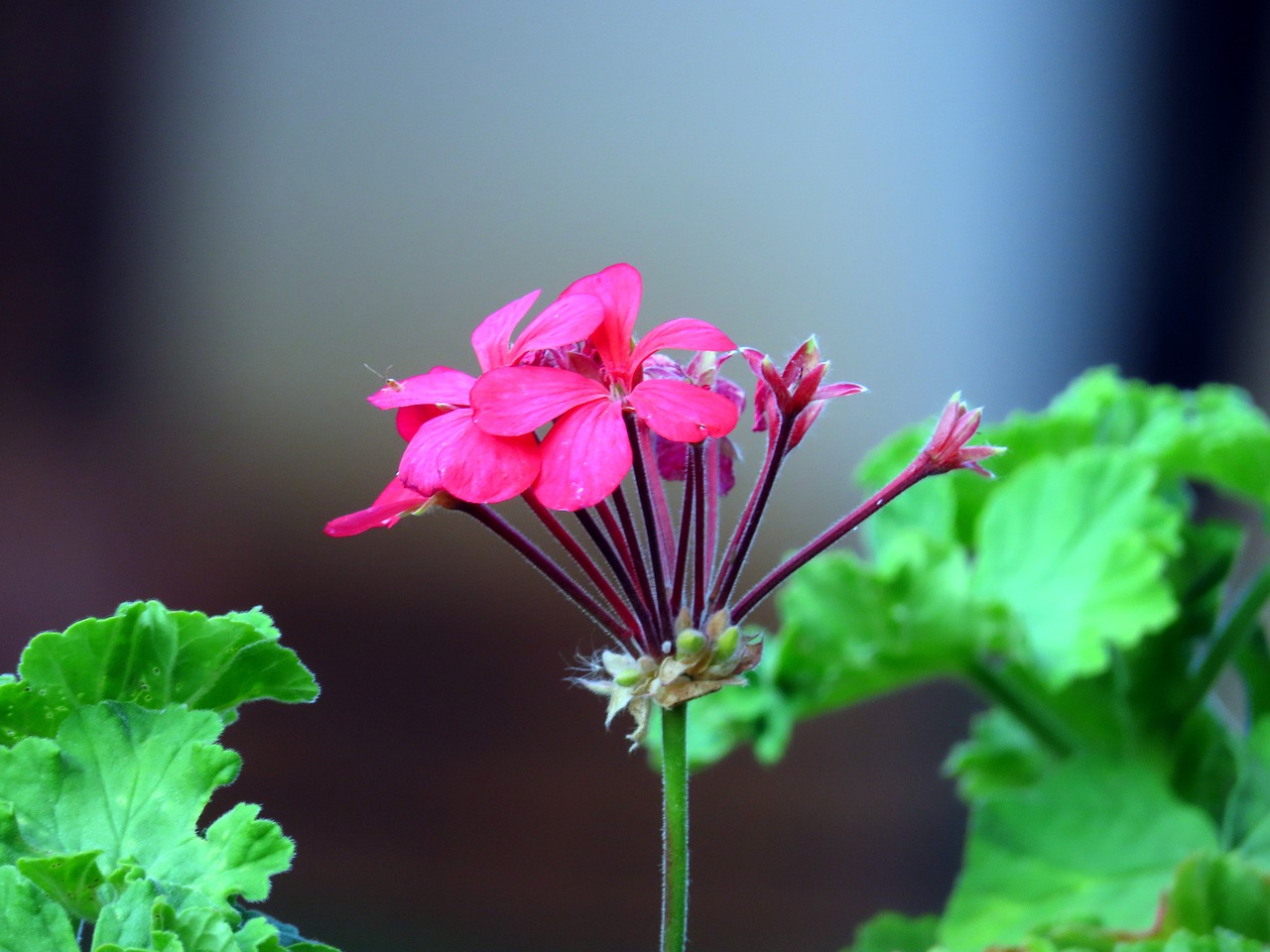 flowers  pink flower  garden free photo